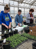 Three geoscience students putting plants in pots