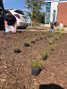 Students planting seedlings outside Updike Hall