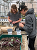 Students preparing some plants in a greenhouse
