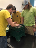 Three geoscience students placing mulch into a tray