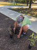 A geoscience student digging a hole to plant the bush