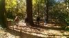 Students in a pine forest