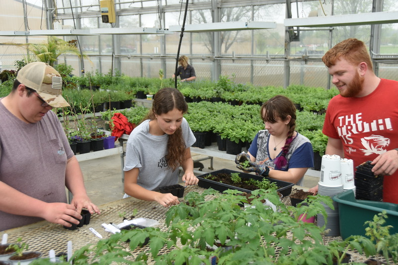 Two women work together potting leafy seedlings in a greenhouse nursery, surrounded by rows of plants; their focused teamwork creates a calm, hands-on mood.
