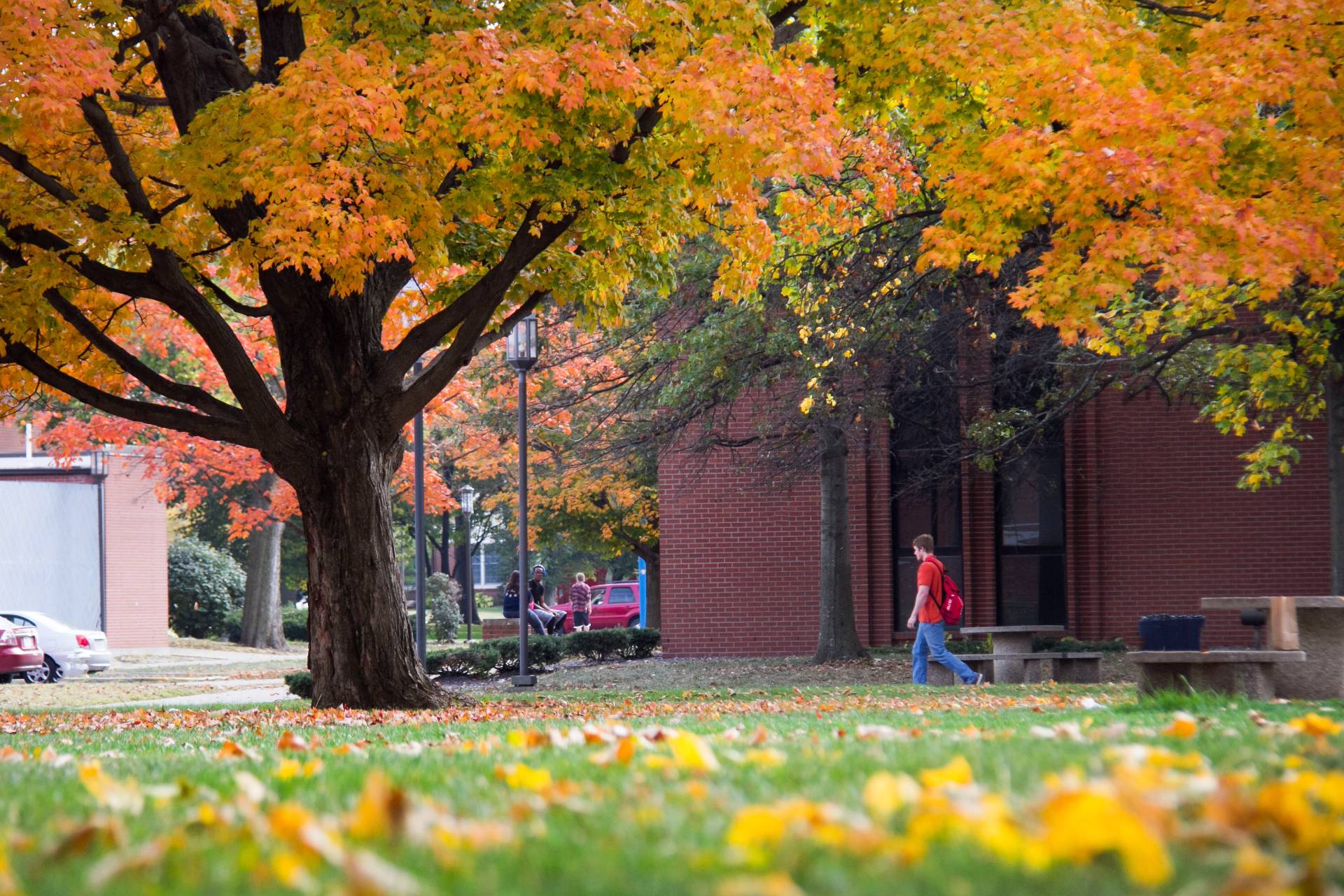 A college campus scene in autumn. Trees with orange, yellow, and green leaves frame the view. In the distance, students are seen sitting on benches. A person walks toward the right of the frame, wearing a red shirt and jeans. The foreground shows a grassy area covered with fallen yellow leaves. Brick buildings and parked cars are visible in the background, adding to the campus ambiance.