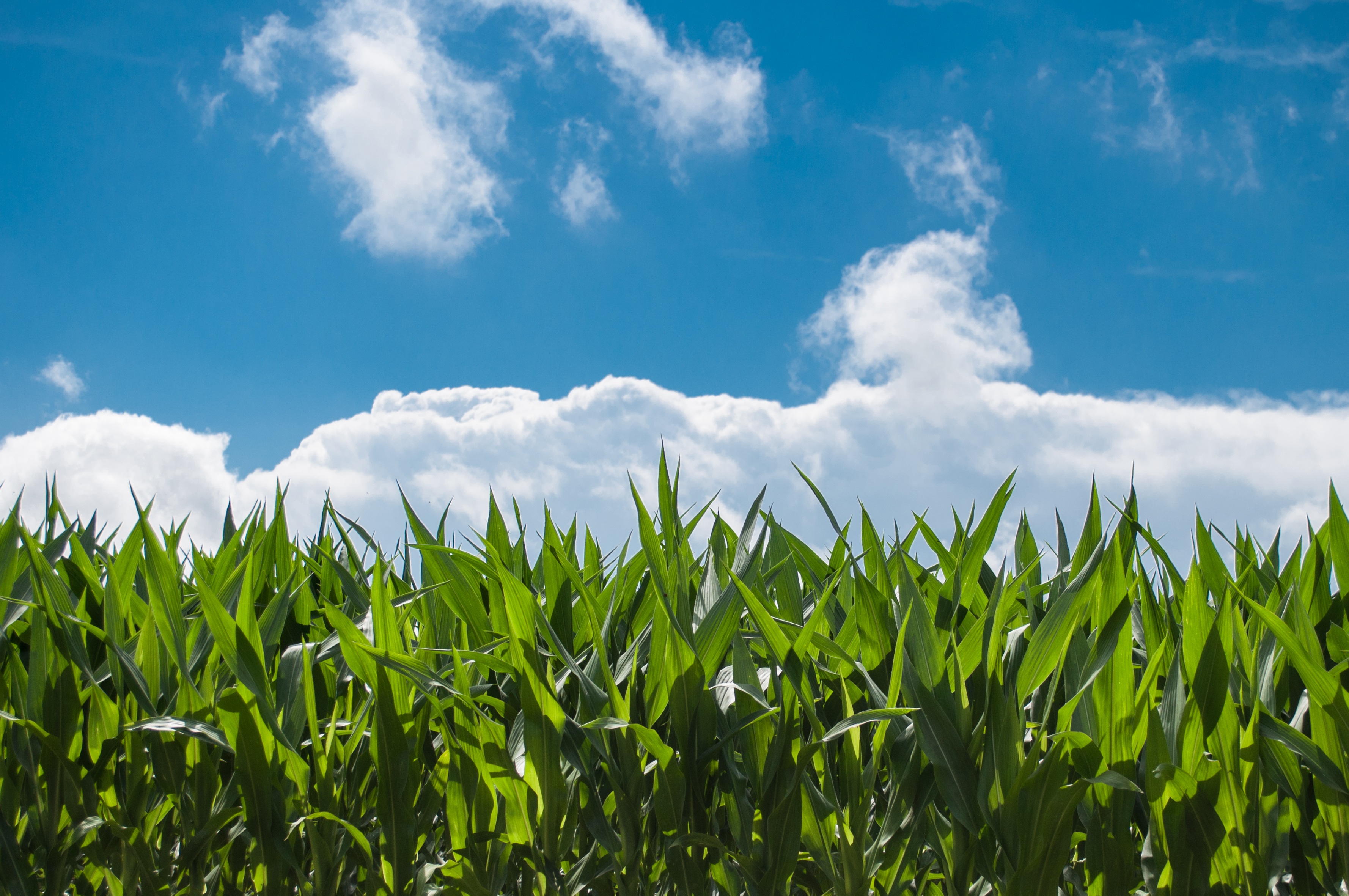 Corn rows with a blue sky